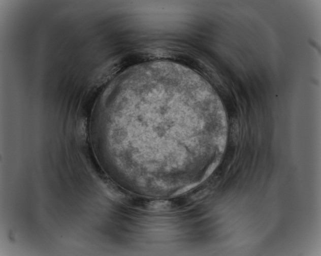 X0000096950410200803071032