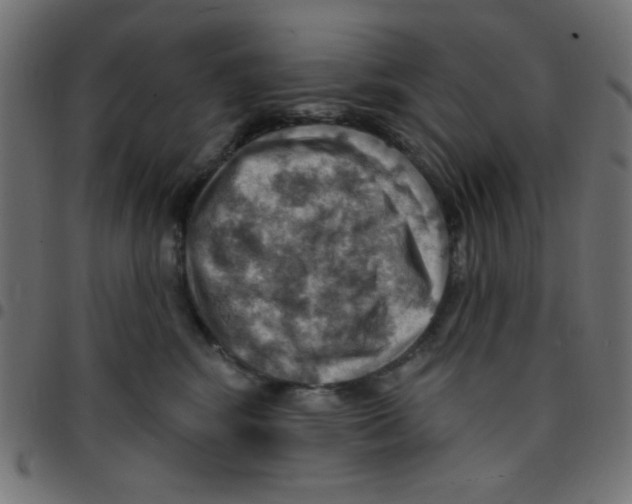 X0000096950424200803071032