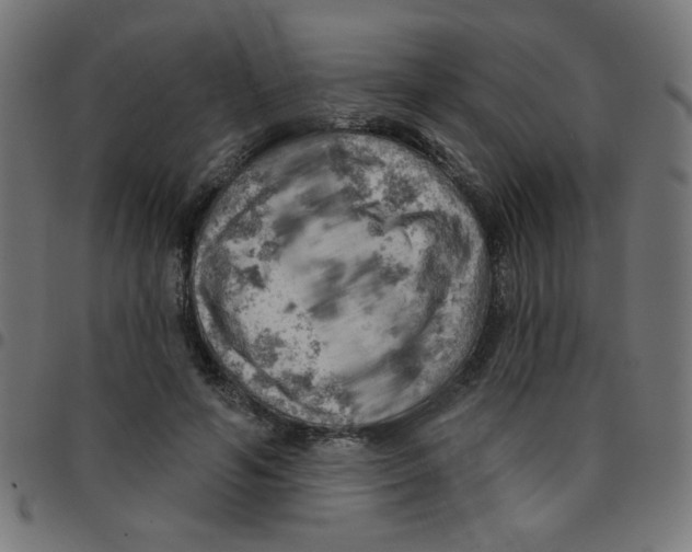 X0000096950594200803071030