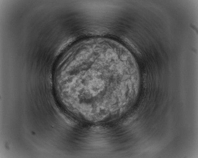 X0000096950634200803071029
