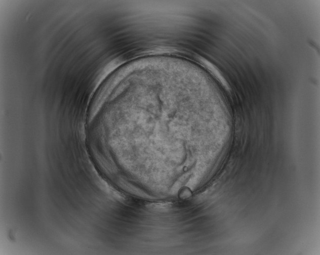 X0000096950810200803071027