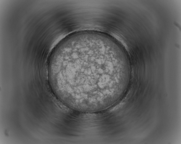 X0000096950925200803071025