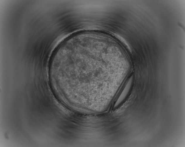 X0000096950935200803071025