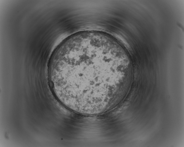 X0000096950990200803071024