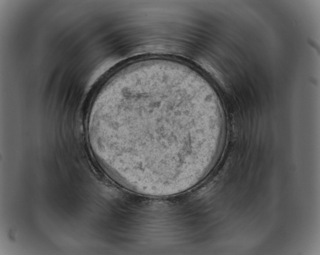 X0000096951070200803071023
