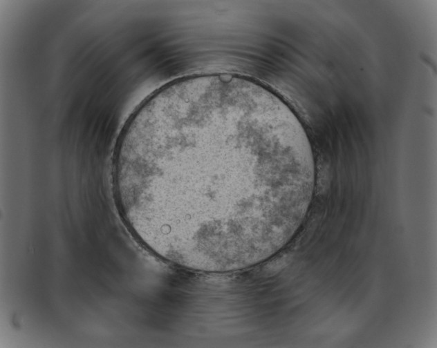 X0000096951086200803071023