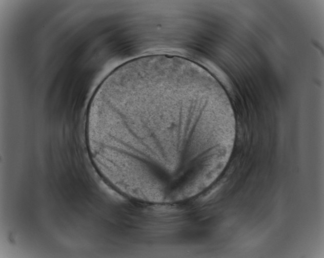 X0000096951102200803071022