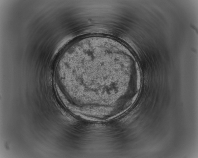 X0000096951115200803071022