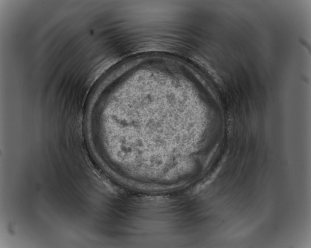 X0000096951121200803071022