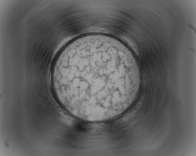 X0000096951125200803071022