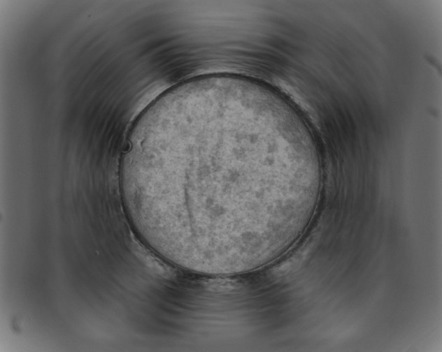 X0000096951137200803071022
