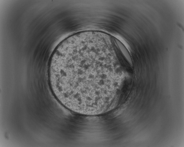 X0000096951142200803071022
