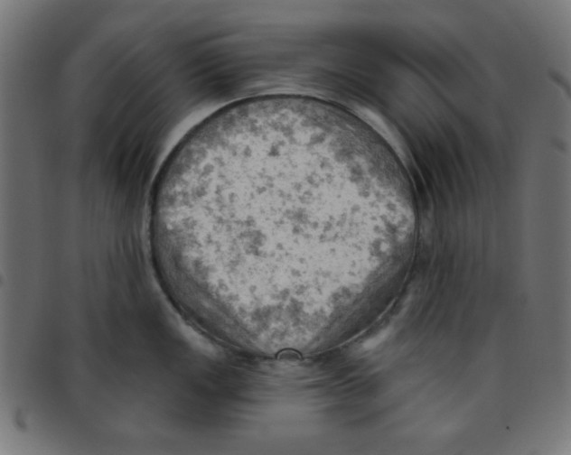 X0000096951149200803071022