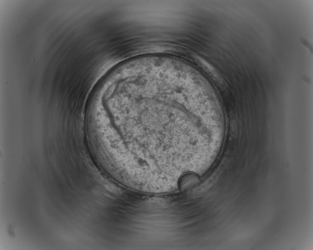 X0000096951178200803071021