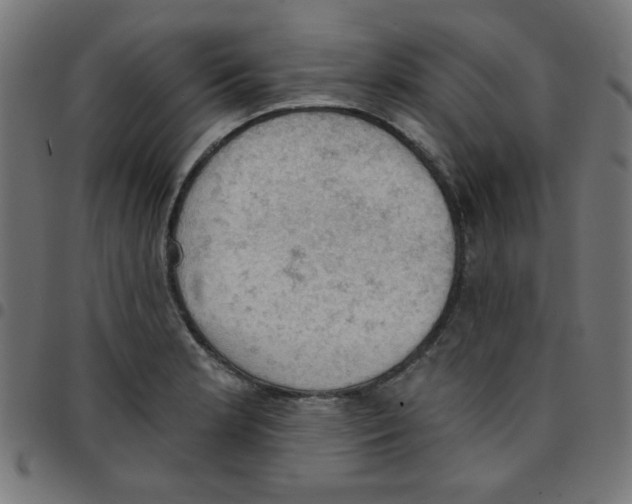 X0000096951181200803071021