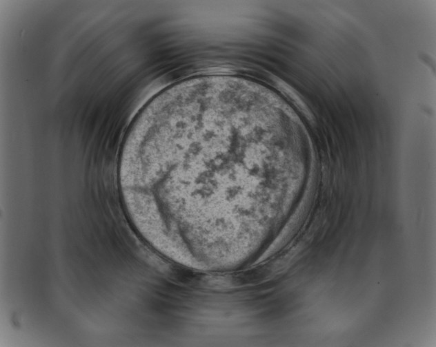 X0000096951194200803071021