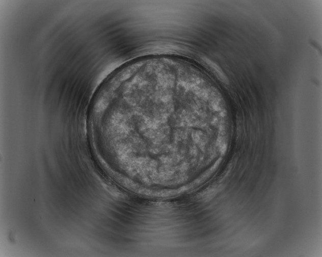X0000096951226200803071021