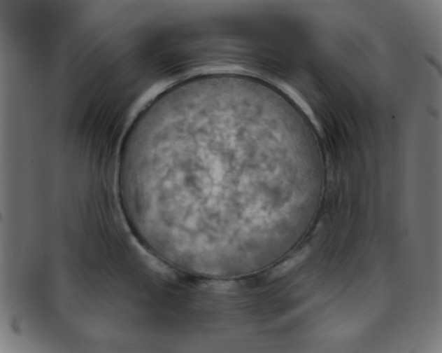 X0000096951245200803071021