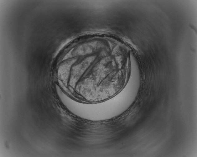 X0000096951256200803071020
