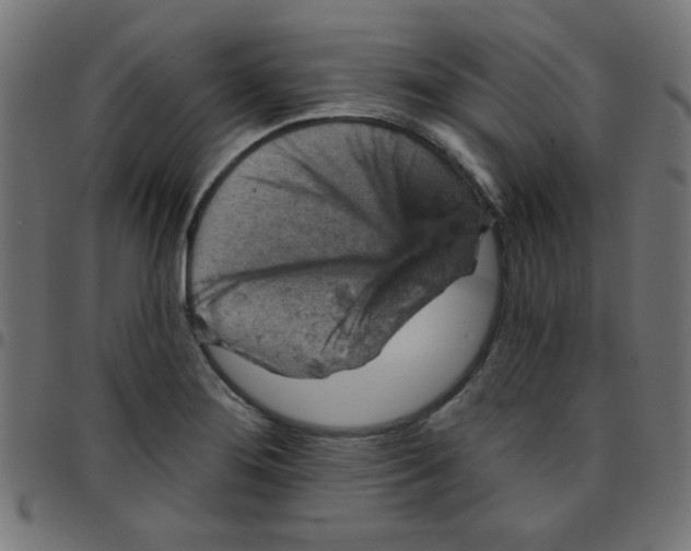 X0000096951276200803071020