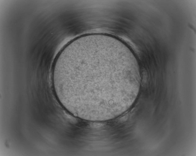 X0000096951278200803071020