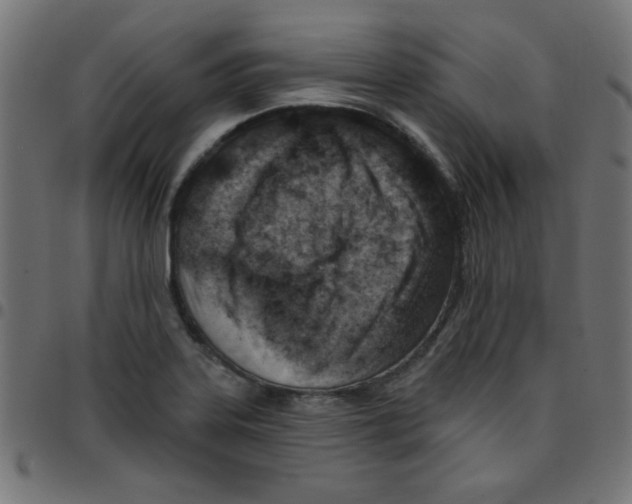 X0000096951323200803071019