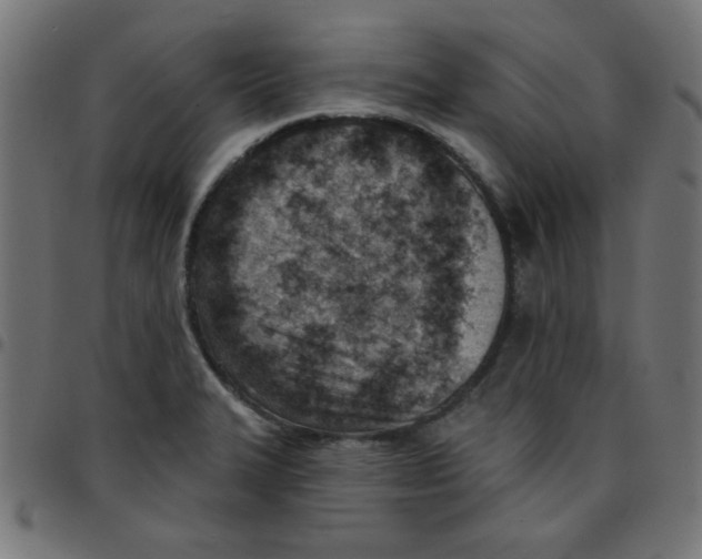 X0000096951327200803071019