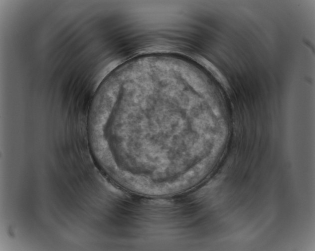 X0000096951337200803071019