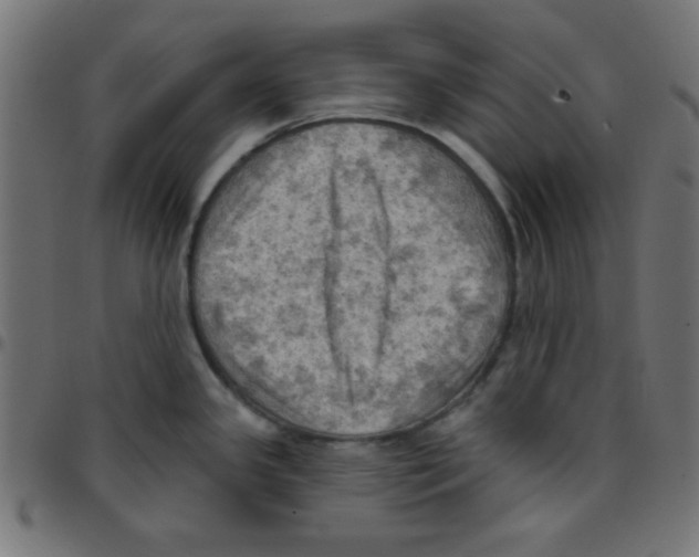 X0000096951341200803071020