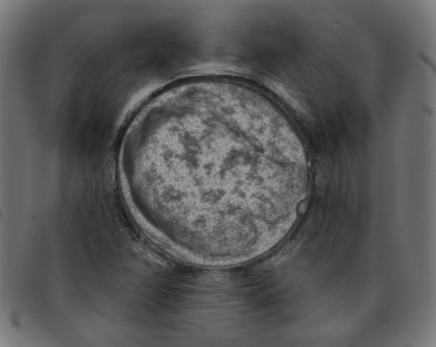 X0000096951358200803071019