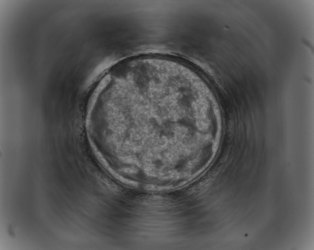 X0000096951359200803071019