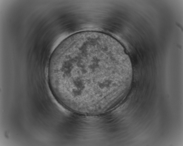X0000096951383200803071018