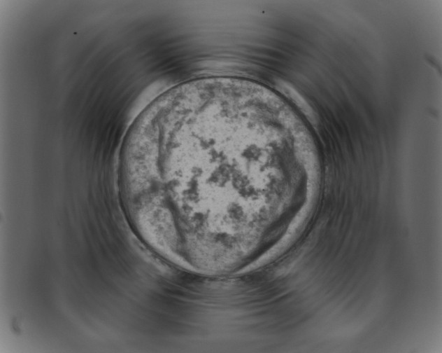 X0000096951386200803071018