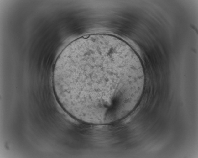 X0000096951390200803071018