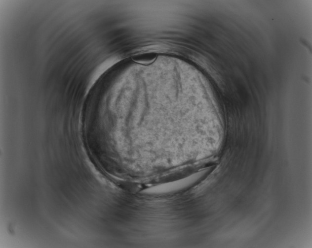 X0000096951426200803071018