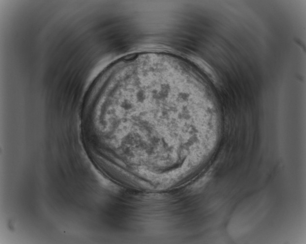 X0000096951430200803071018