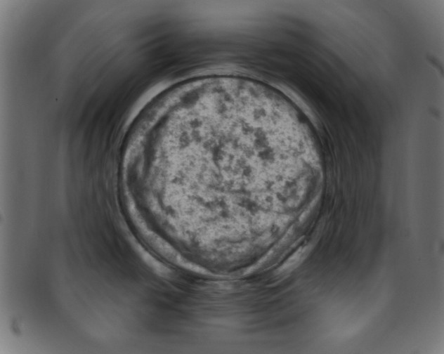 X0000096951438200803071018