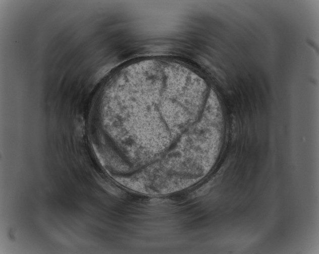 X0000096951449200803071017