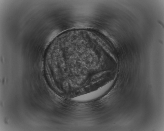 X0000096951459200803071017