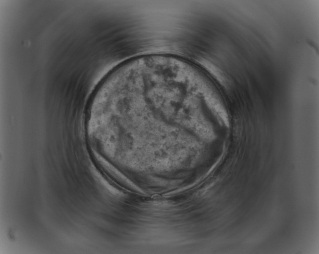 X0000096951468200803071017