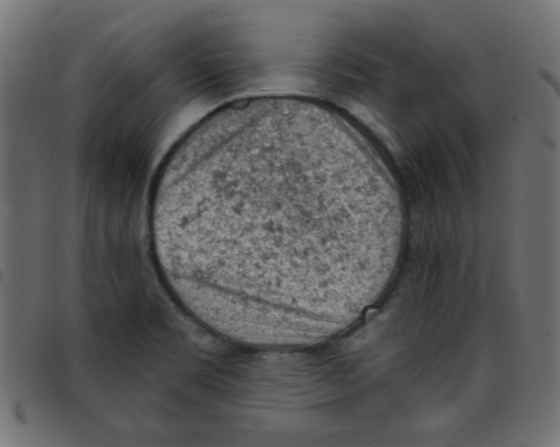 X0000096951469200803071017