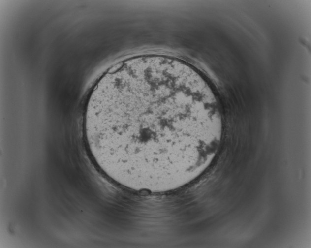X0000096951504200803071016
