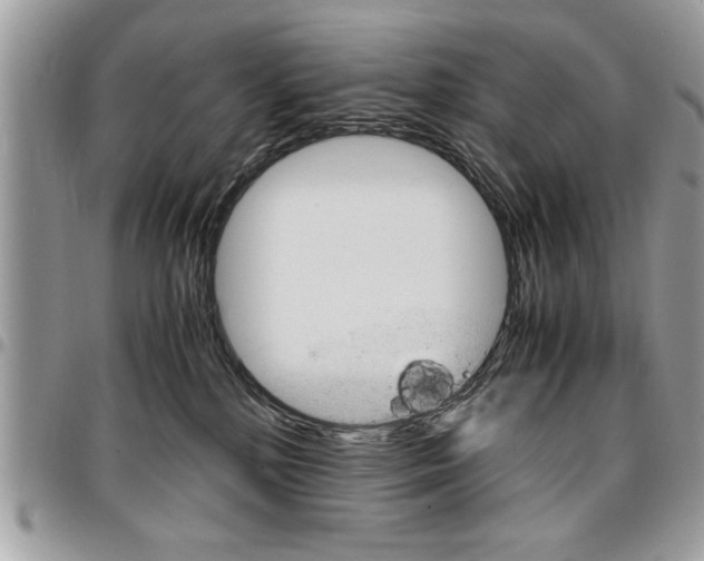 X0000096960232200802080907