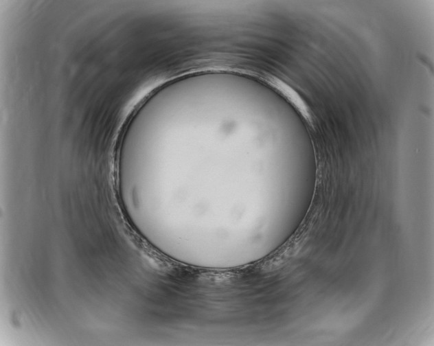 X0000096961051200802080855