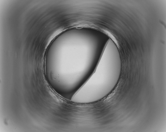 X0000096961146200802080854
