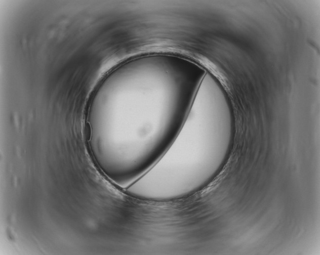 X0000096961334200802080851