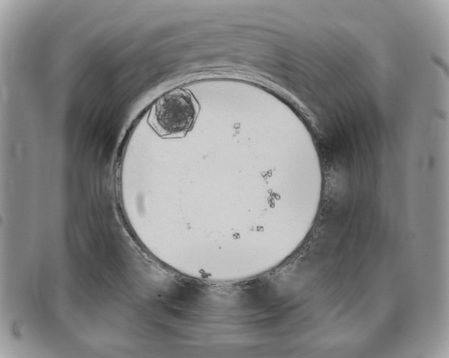 X0000096961514200802080848