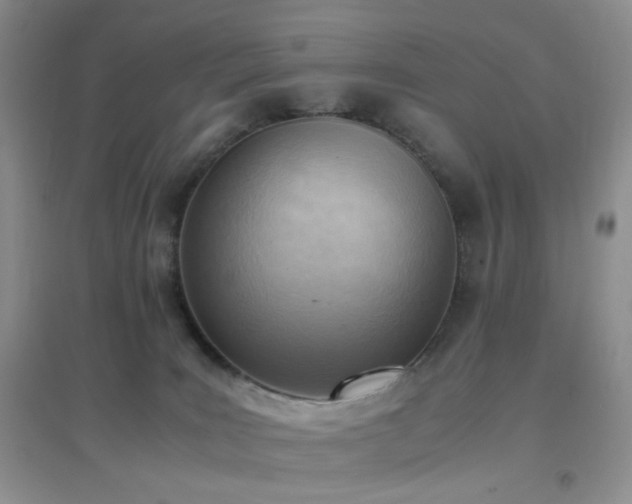 X0000096960035200802081240