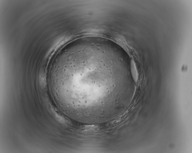 X0000096960050200802081239