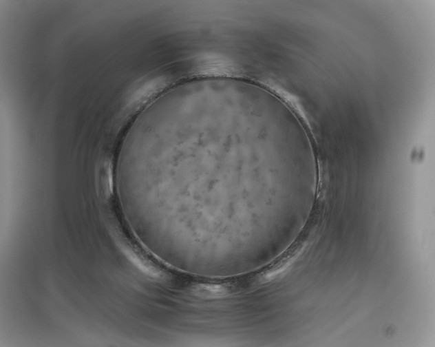 X0000096960061200802081239